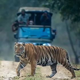 Mysore, Coorg, Kabini Reserve Forest Tour