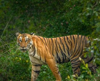 14 days of Karnataka Tour Package